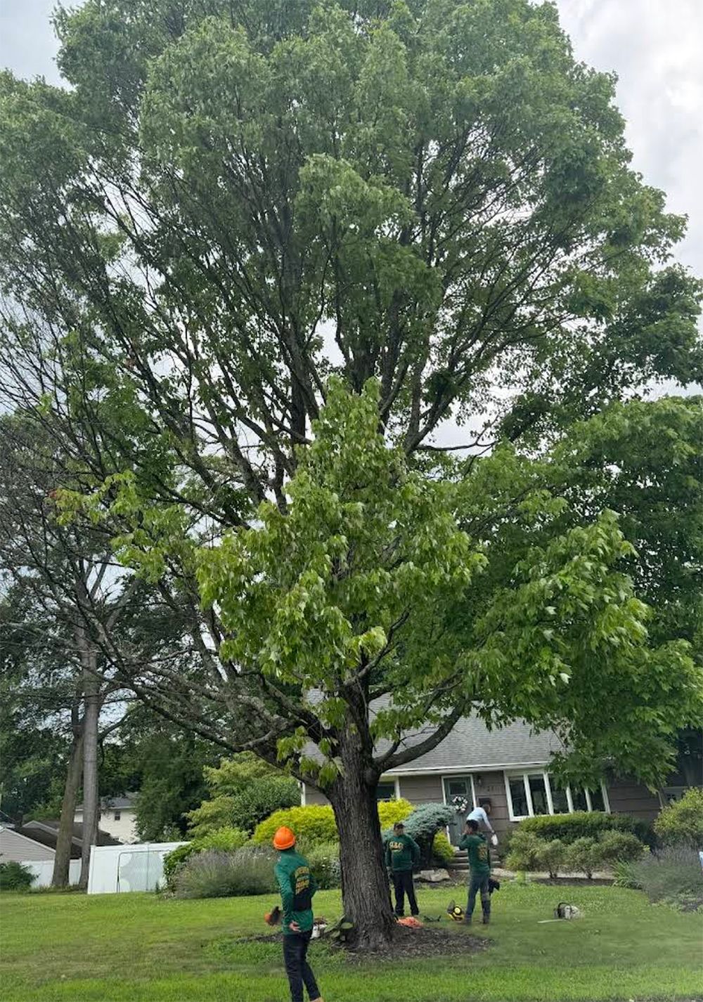 A group of people are standing around a large tree in a yard.
