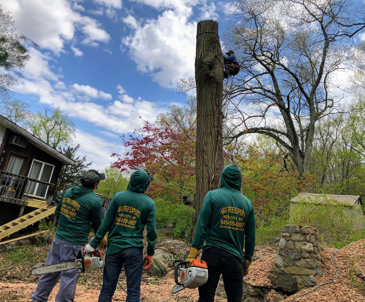 A group of people are standing around a tree stump.