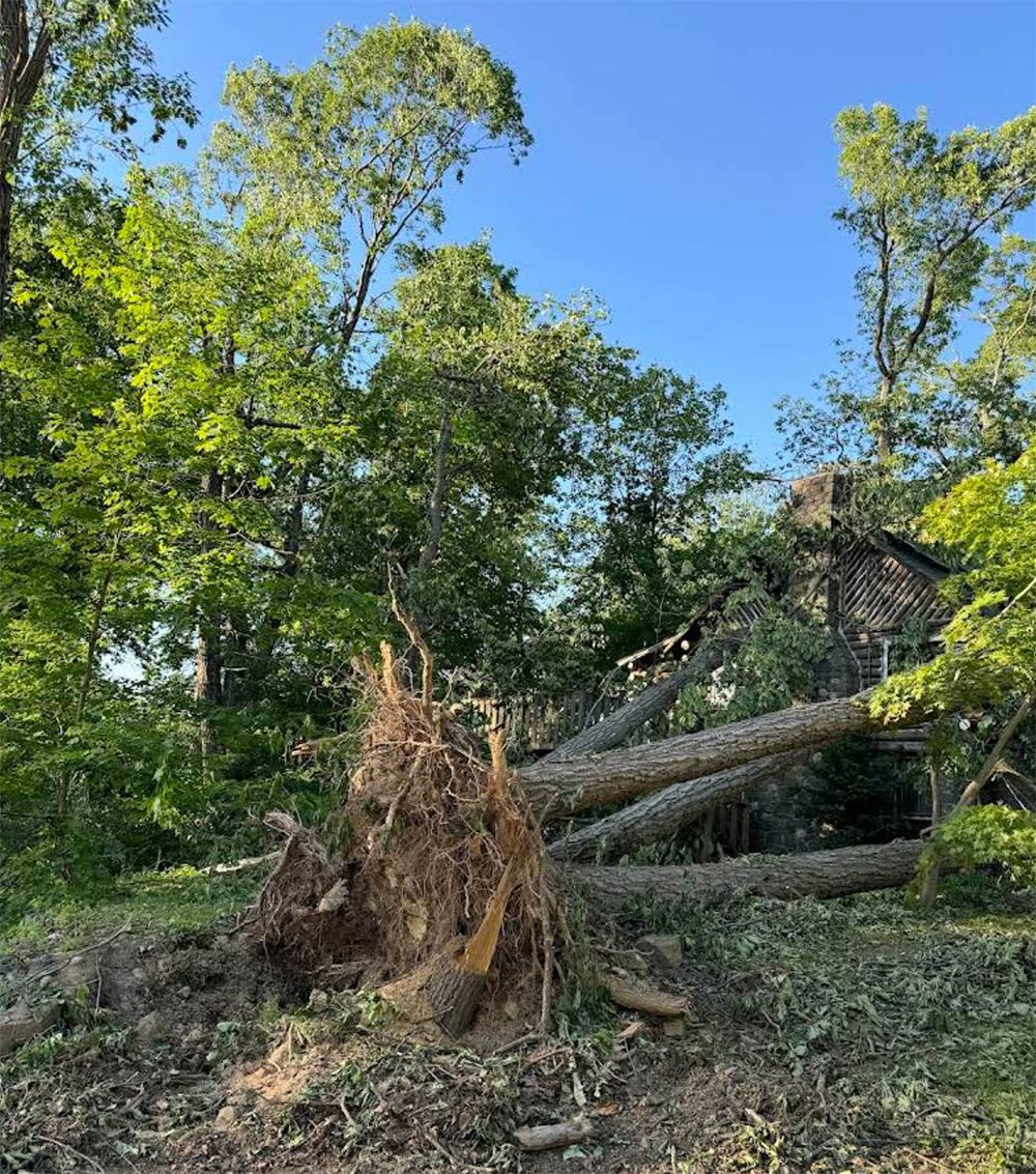 A fallen tree in the middle of a forest with a blue sky in the background.