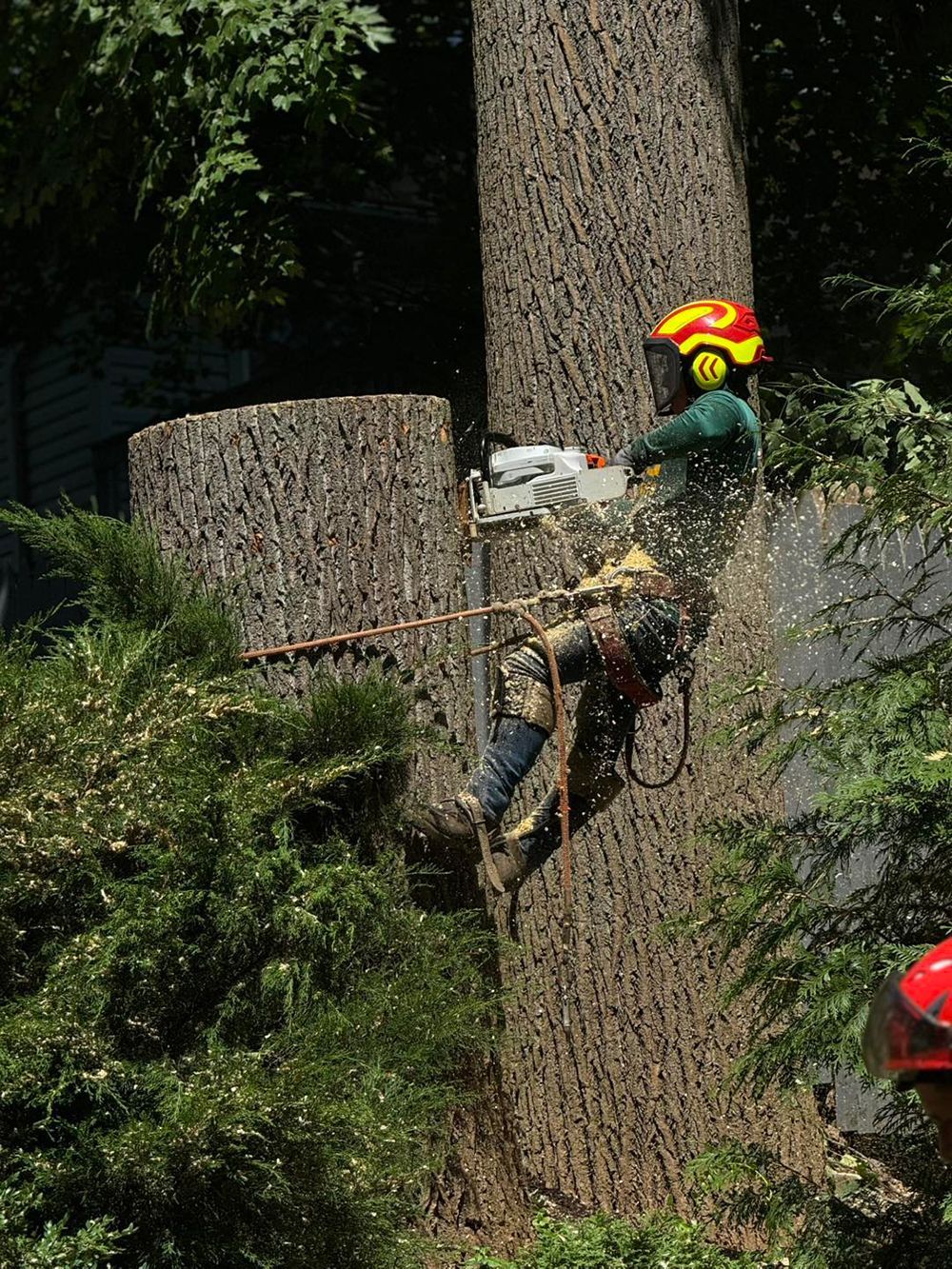 A man is cutting down a tree with a chainsaw.