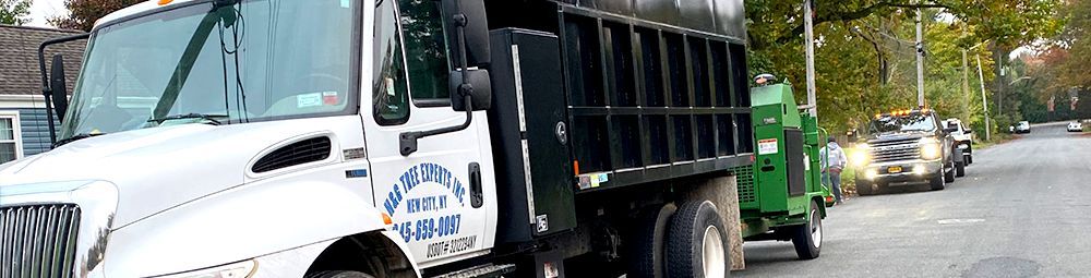 A turtle is laying in the grass in the middle of a forest.