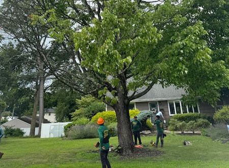 A group of people are cutting down a tree in front of a house.
