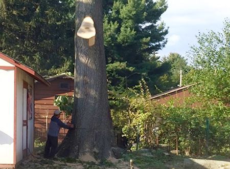 A group of men are standing next to a tree stump.
