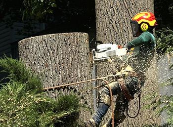 A man is cutting a tree with a crane.