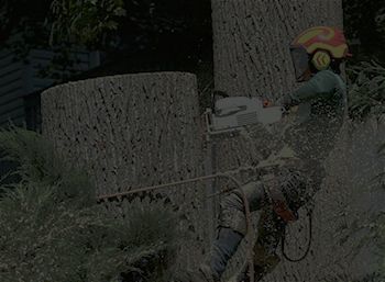 A man is cutting a tree with a chainsaw.