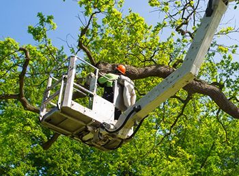 A man is cutting a tree from a crane.