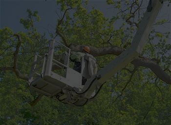 A logo for h & g tree experts with a tree in the background