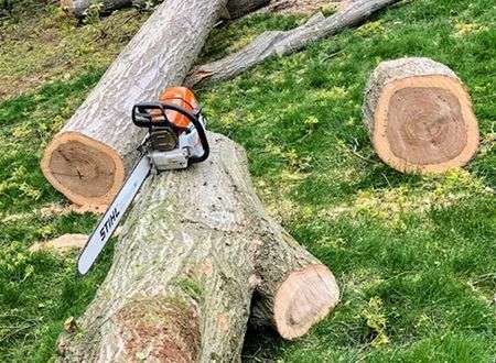 Chainsaw resting on cut tree trunk among logs and green grass.