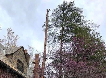 A man is climbing a tree in front of a house.