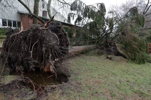 Uprooted tree with exposed roots leaning over a muddy ditch beside a grassy yard and house