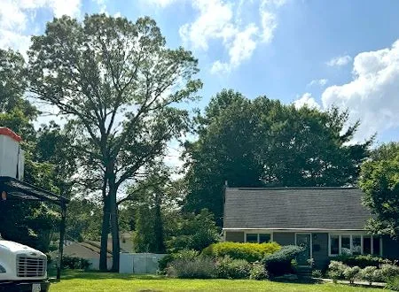 Suburban house and driveway under tall trees on a sunny day