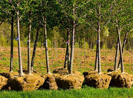A man wearing a helmet and ear muffs is working on a tree stump.