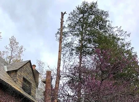 Partially cut tree next to a building and trees with green and pink foliage, against a cloudy sky.