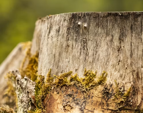 Close-up of a moss-covered tree stump with blurred green foliage in the background