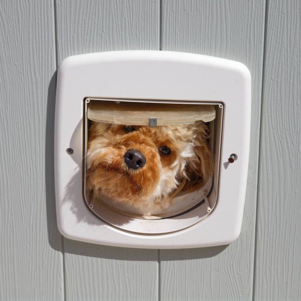 Dog peeking through a white pet door in a gray door.