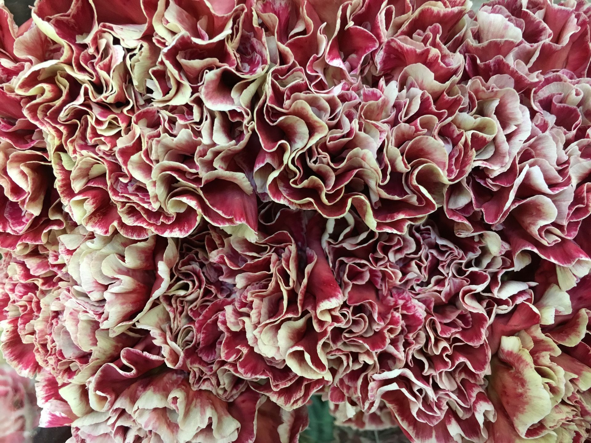 Un primo piano di un mazzo di fiori rossi e bianchi