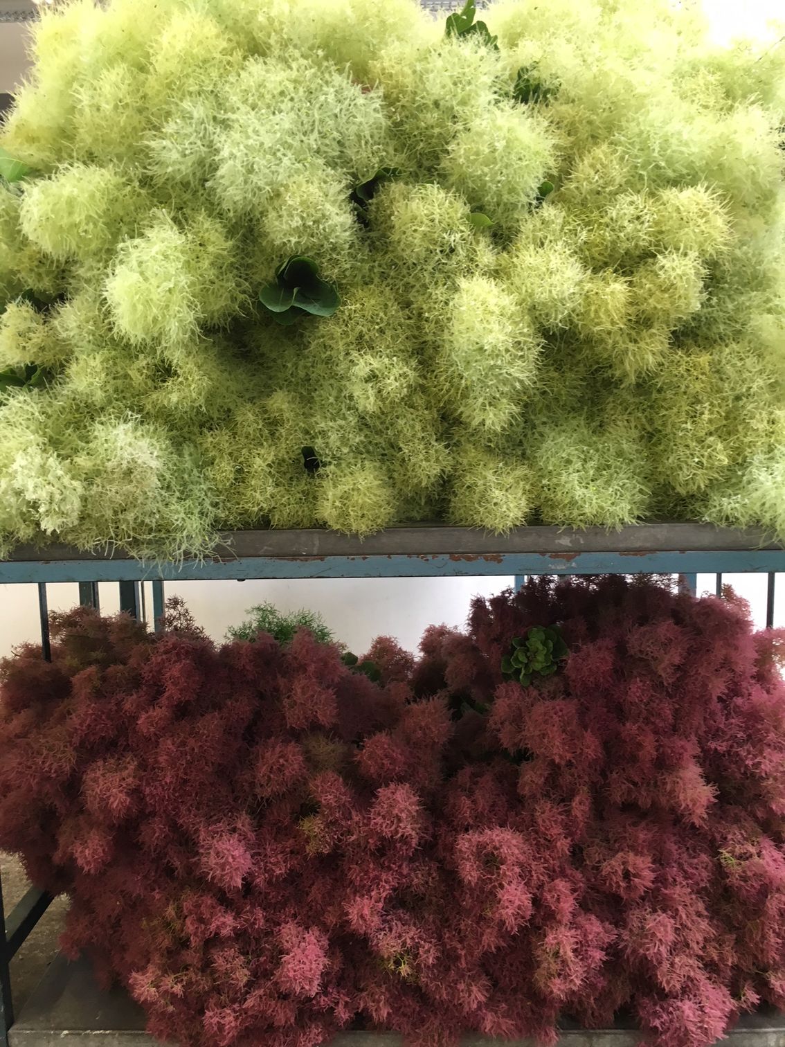 Un mazzo di fiori è disposto uno sopra l'altro su un tavolo.