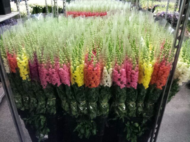 Un mazzo di fiori è avvolto nella plastica e appoggiato su una rastrelliera.