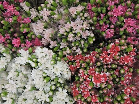 Un mazzo di fiori di diversi colori sono disposti uno sopra l'altro.