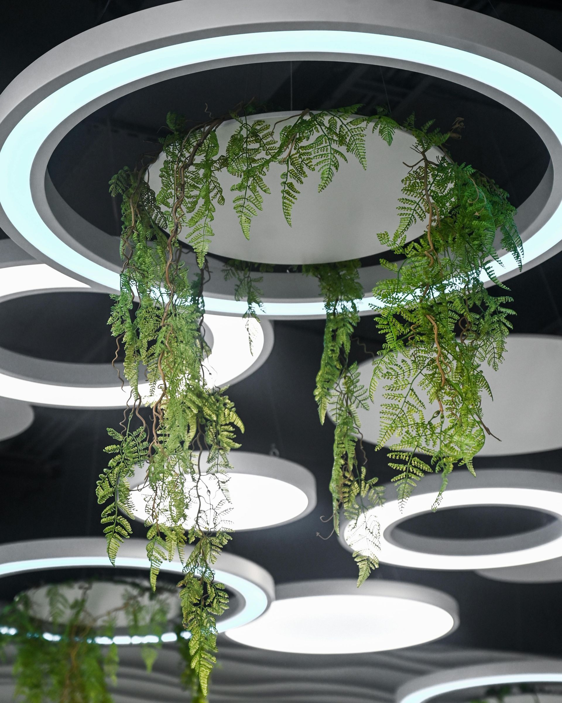 Overhead view of a ceiling with circular lights and hanging greenery.