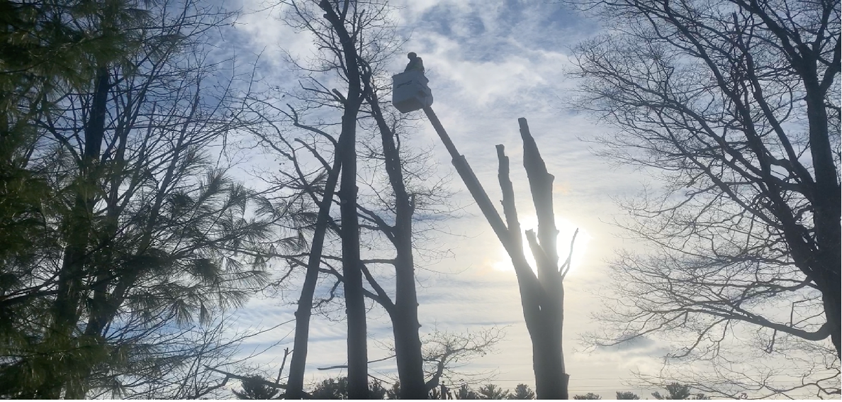 Tree Removal — Loganville, GA — Georgia's Best Clearing & Grading Tree Removal — Loganville, GA