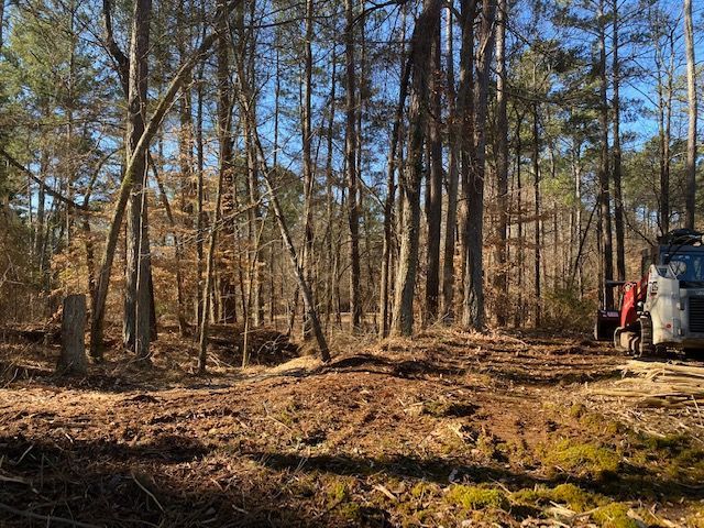 Forest on Sunny Day — Loganville, GA — Georgia's Best Clearing & Grading