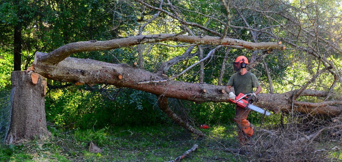 Man Cutting A Tree — Loganville, GA — Georgia's Best Clearing & Grading