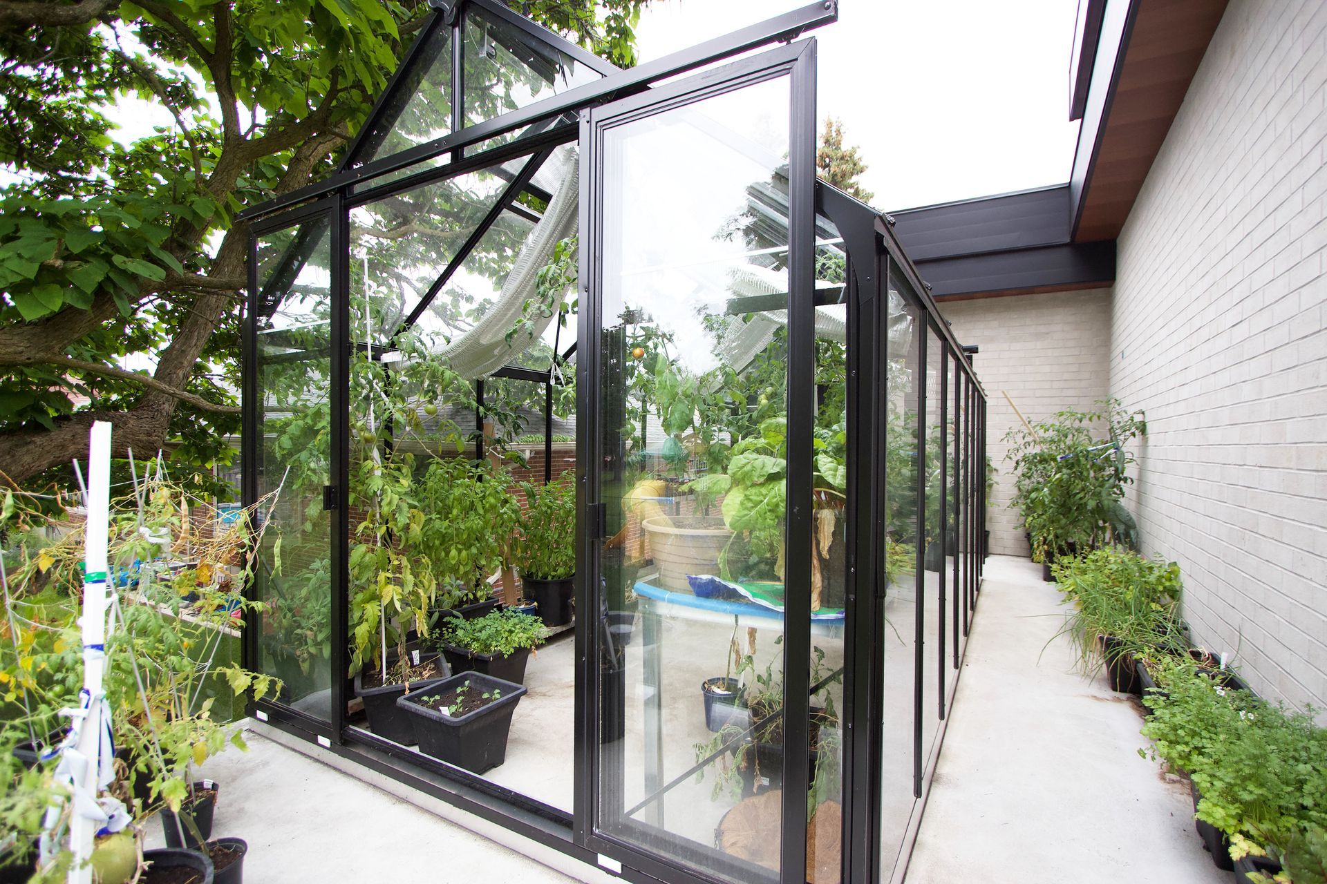 Black-framed glass greenhouse with plants inside, alongside a brick wall and a concrete pathway.