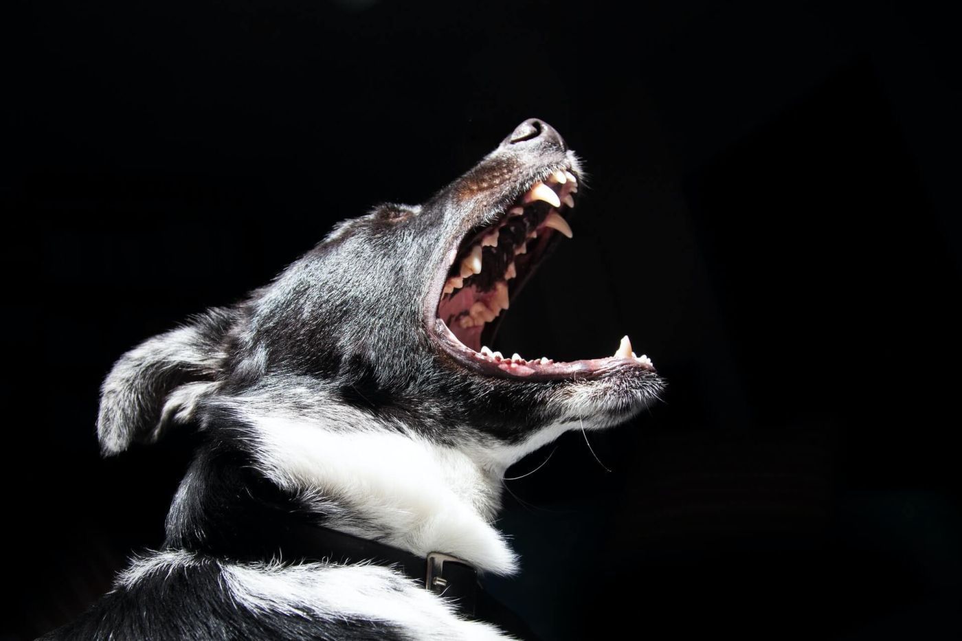 A black and white dog is yawning with its mouth open.