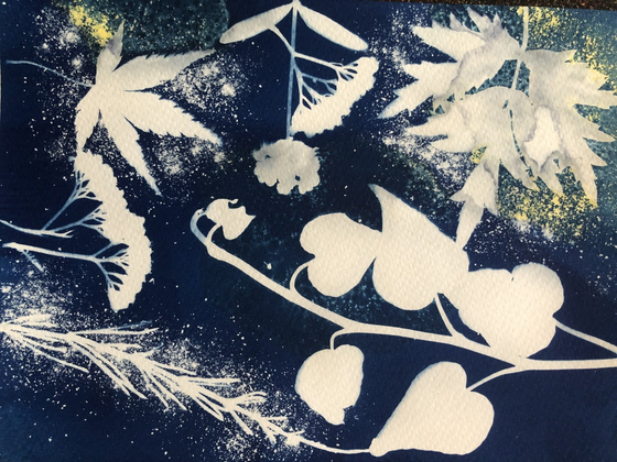 Cyanotype Bloemen