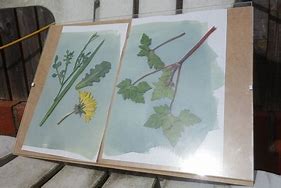 Blootstellen aan zonlicht