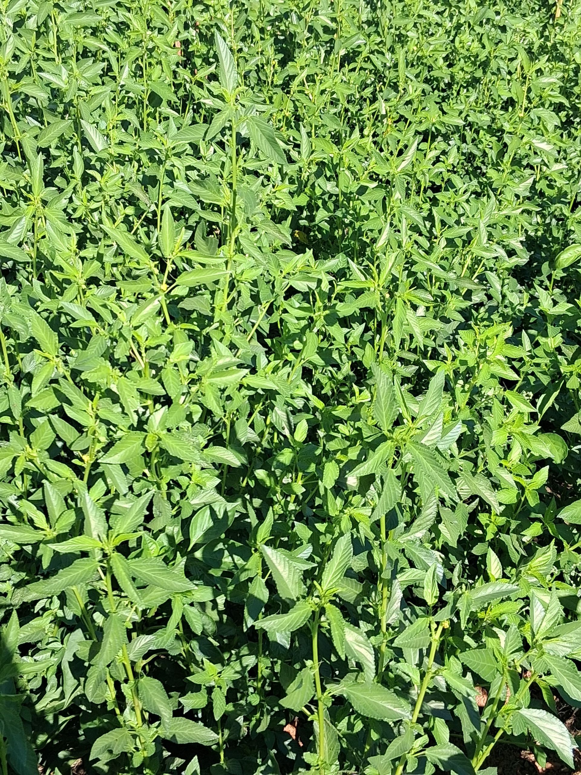 Fresh seasonal Ademe  (Jute leave)