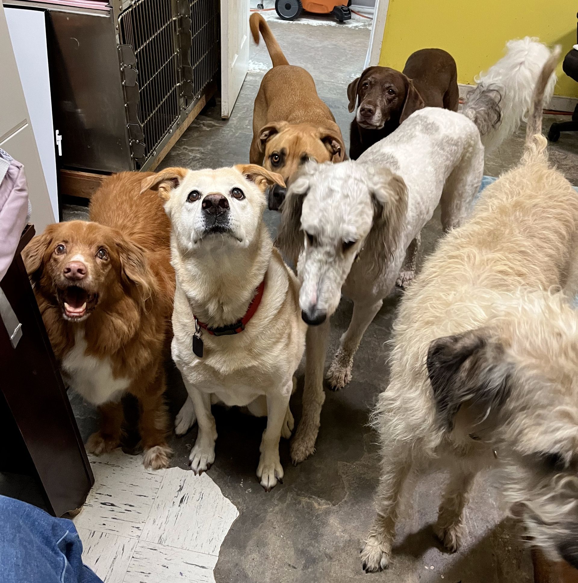 a group of dogs are standing next to each other