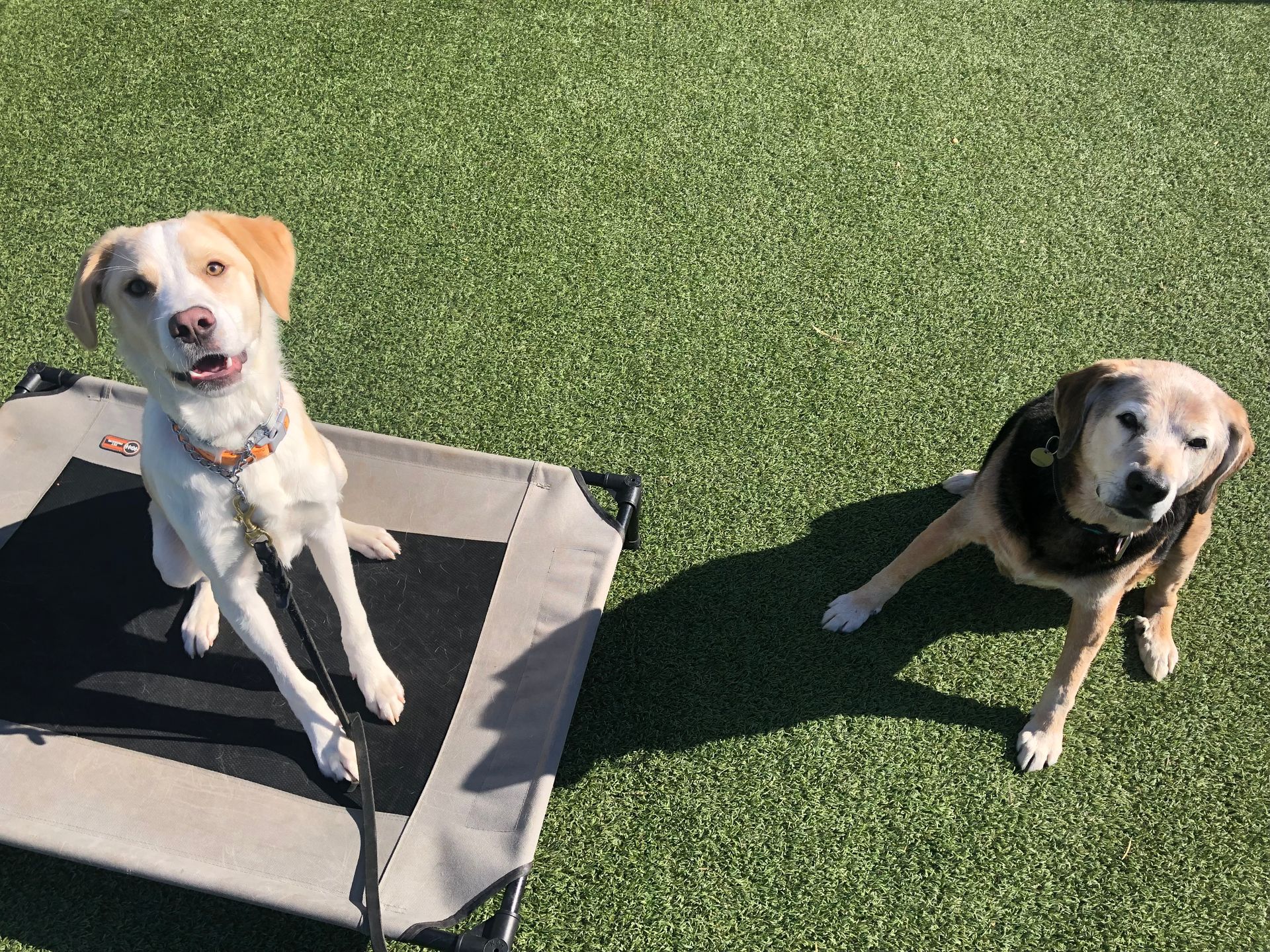 Two dogs sit on green turf, one on a raised bed, both looking up with happy expressions.