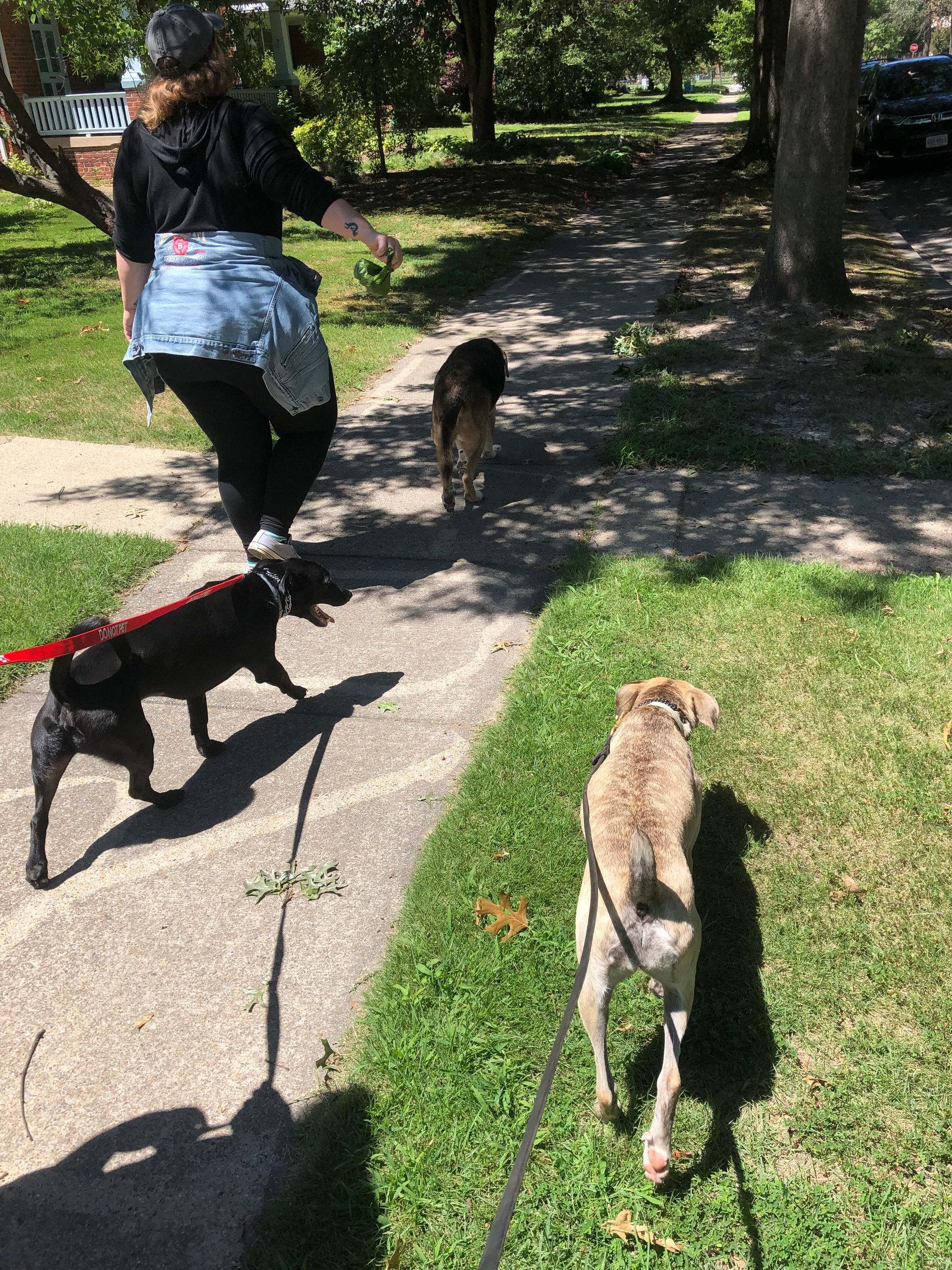 a woman is walking two dogs on a leash on a sidewalk .