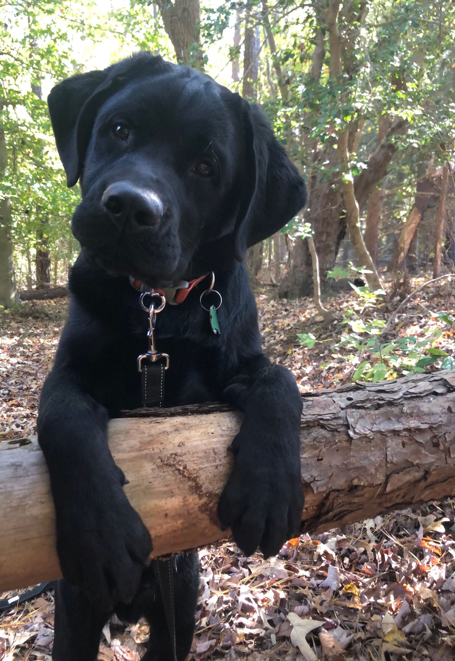 Better Bond Canine Dog Training Richmond, VA