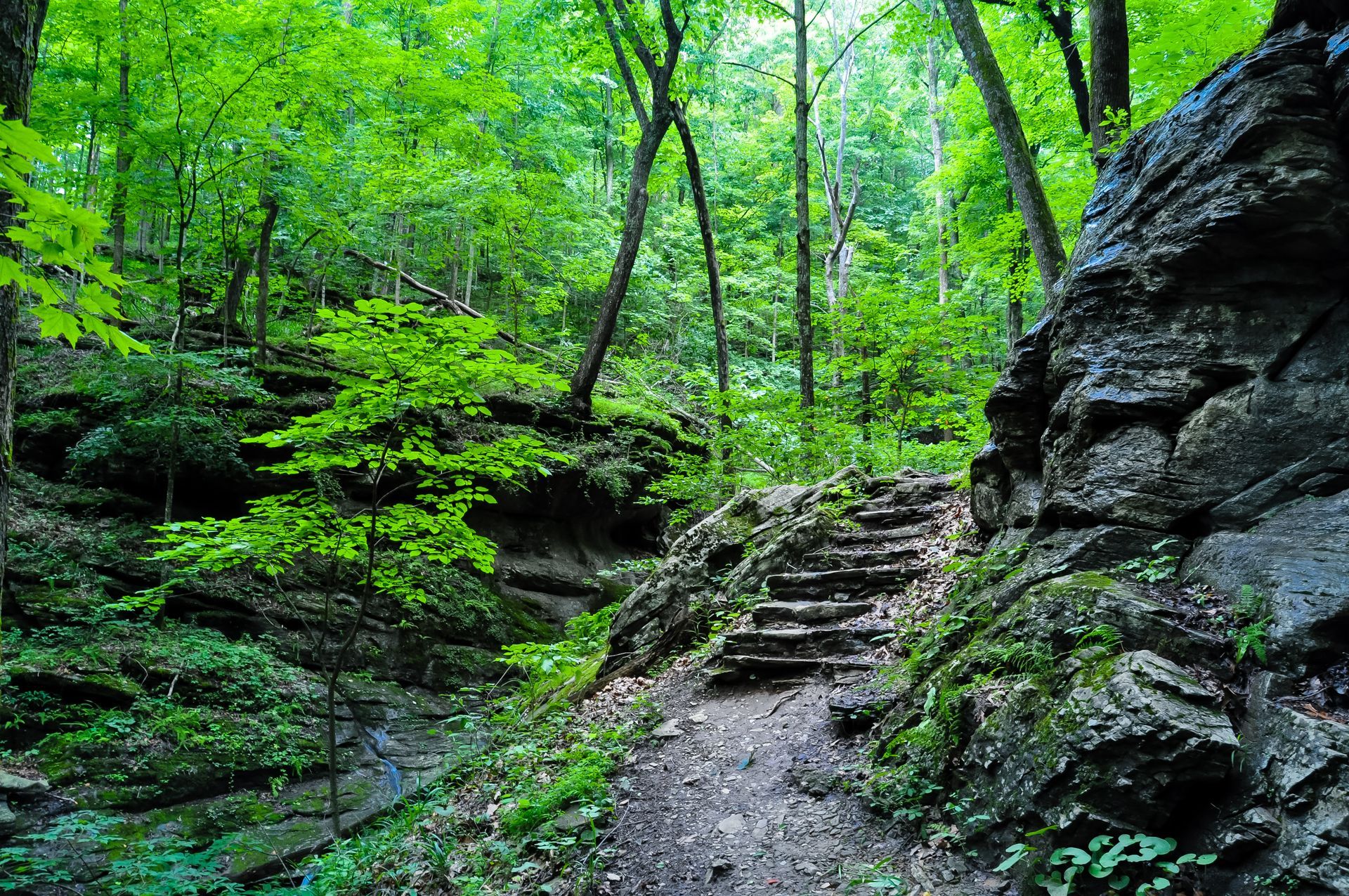 Stone steps lead up a path through a lush, green forest with rock formations.
