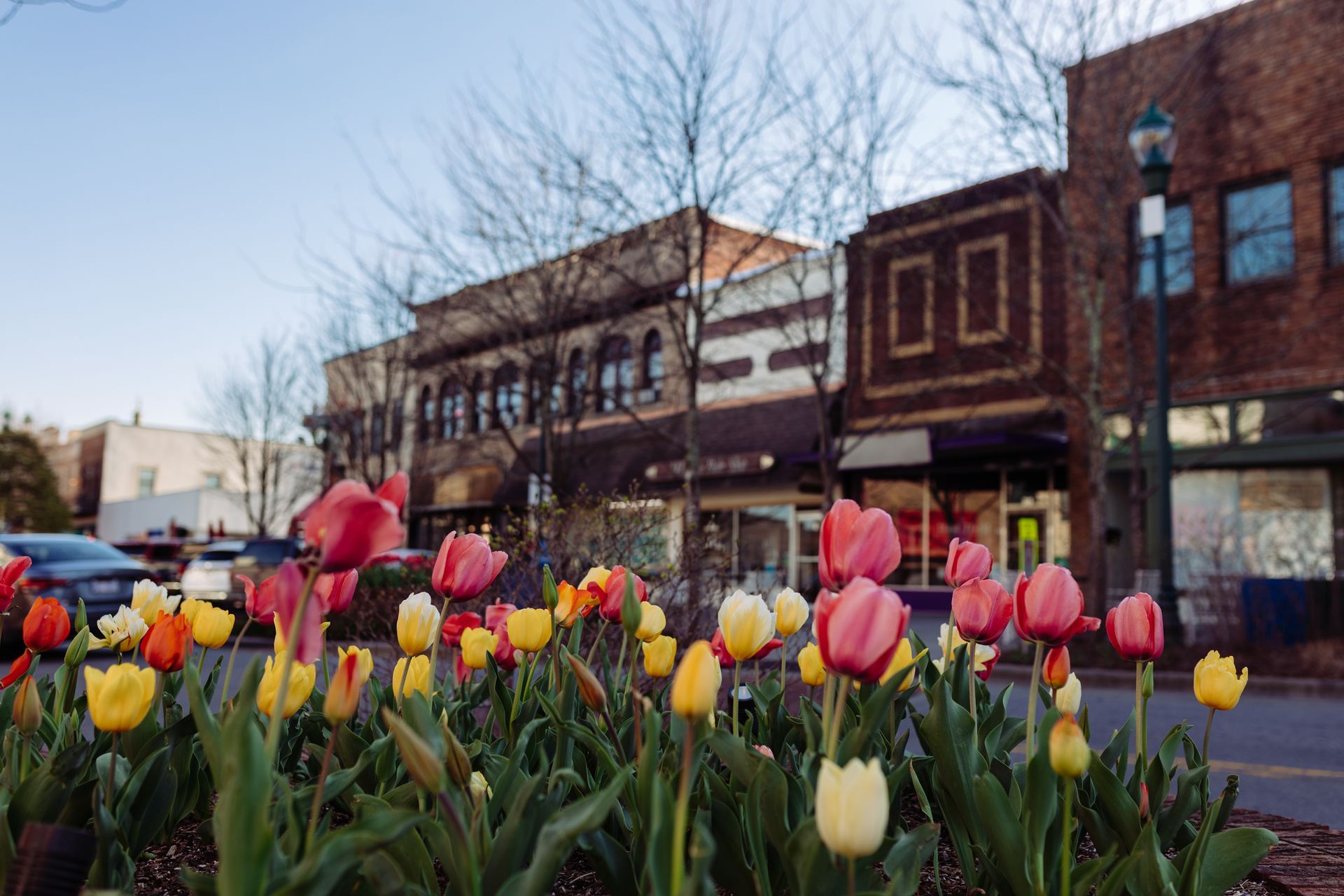 Colorful tulips in bloom with a downtown street and buildings in the background.