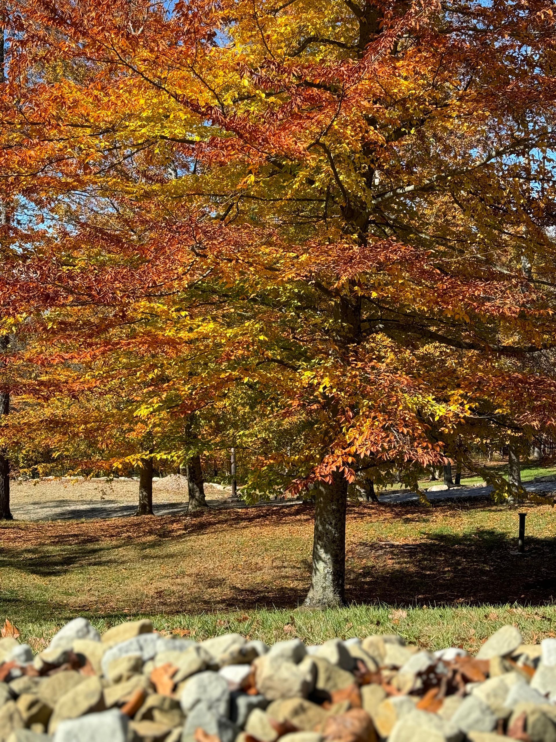 a tree with yellow and orange leaves is surrounded by rocks in a park .