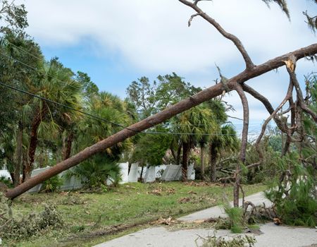 A large tree branch is laying on the ground in front of a house.