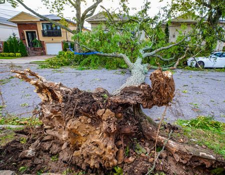 A fallen tree is sitting on the side of the road.