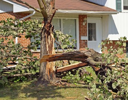 A tree that has fallen in front of a brick house.