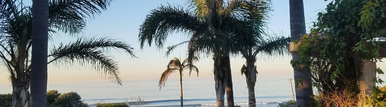 A group of palm trees standing in front of a body of water.