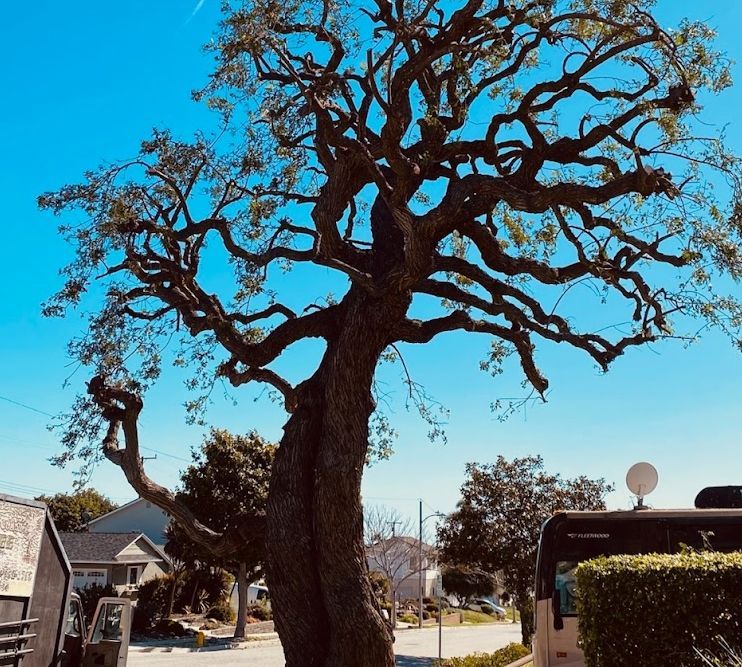 A group of trees sitting next to each other in a park.