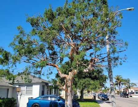 A large tree with lush green foliage next to a street and houses on a bright, sunny day.