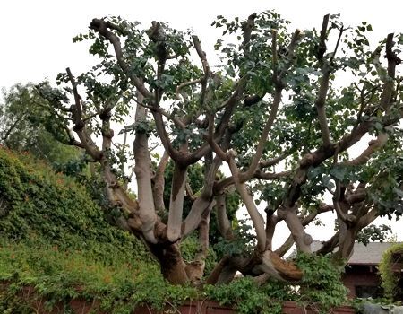 Tree with thick, multi-branched trunk and sparse green foliage, pruned severely.  A hedge runs along its base.