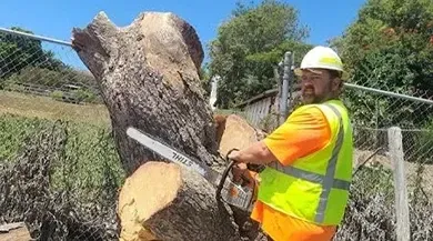 A person wearing safety gear uses a chainsaw to cut a large tree trunk in a backyard setting.
