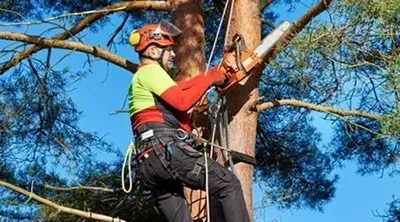 A man is cutting a tree with a chainsaw.