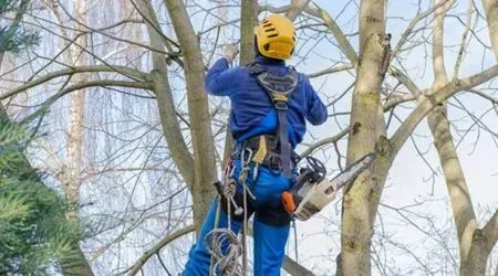 Person in blue work clothes, yellow hard hat, and safety harness, using a chainsaw while climbing a tree.