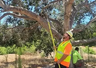 A man is measuring a tree branch with a tape measure.